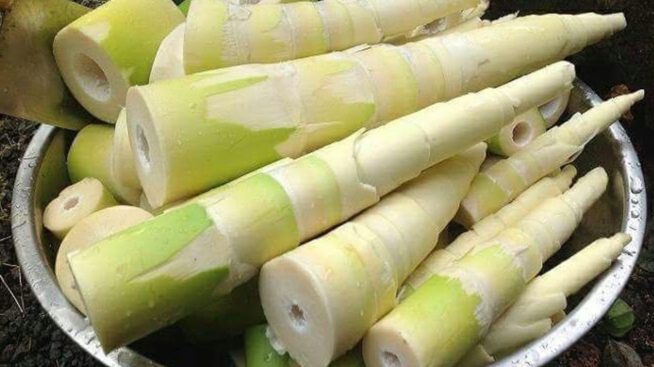 World Bamboo Day: আজব ব্যাপার! বাঁশ খেয়ে সুগার কমাতে পারেন ডায়াবেটিস রোগীরা, জানুন কীভাবে
