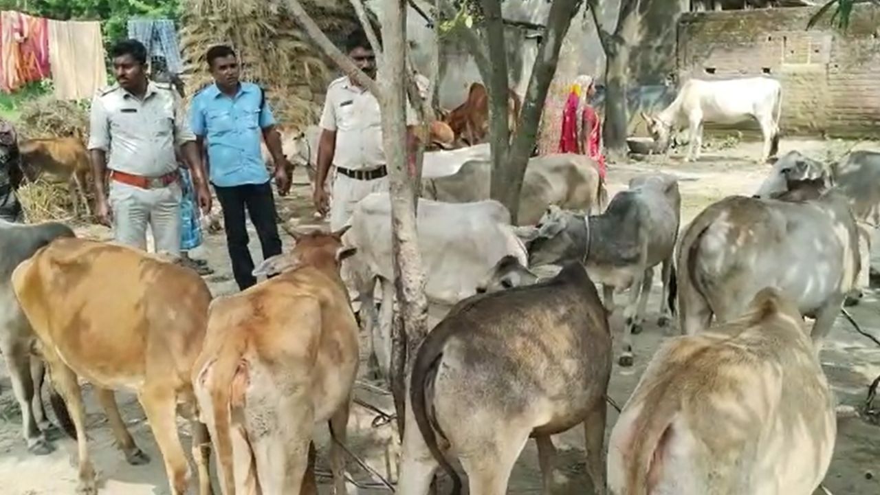 Cow Smuggling: বীরভূমে ফের লরি বোঝাই গরু, পুলিশের সক্রিয়তায় 'পাচারের' আগেই উদ্ধার