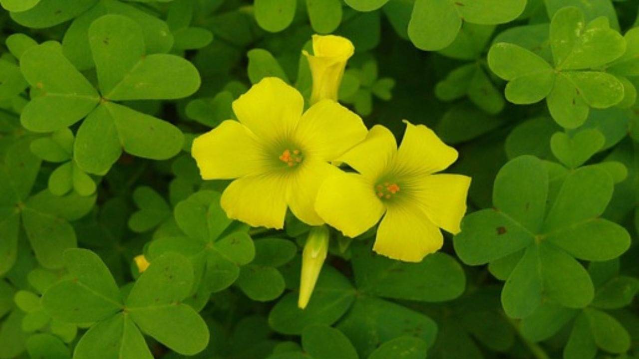 Ayurveda Tips: অবহেলার এই ভেষজই আয়ুর্বেদে অমৃত! নিমেষে সারায় ডায়েরিয়া, পেট ব্যথা, বমি-জ্বর