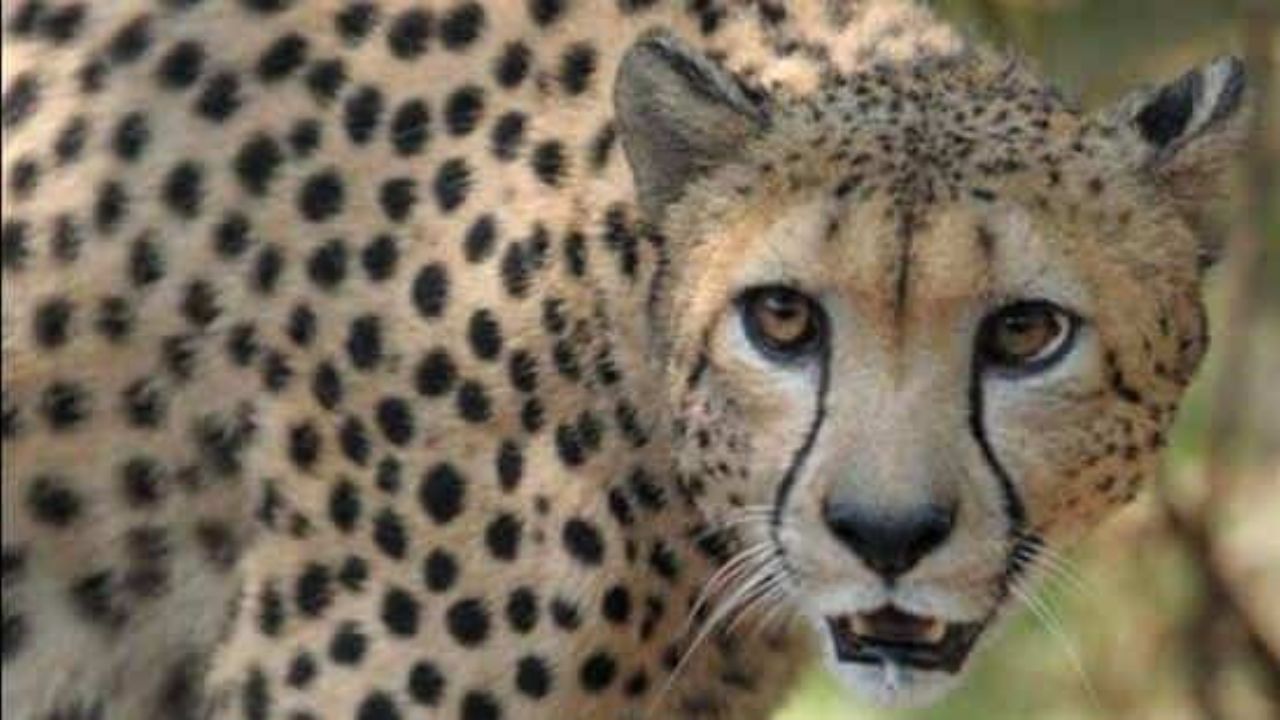Namibia Cheetah: নামিবিয়ার চিতাদের পাহারার দায়িত্বে লক্ষ্মী ও সিদ্ধার্থ! একজনের বিরুদ্ধে রয়েছে জোড়া খুনের অভিযোগ