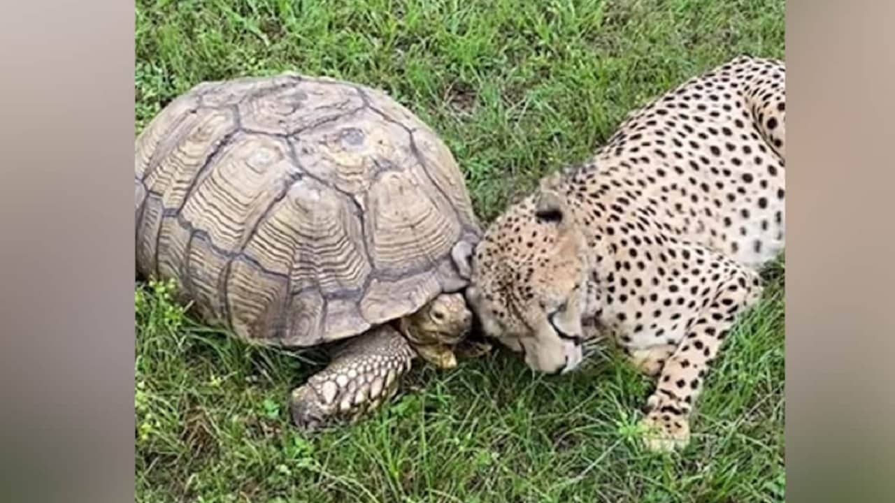 Viral Video: চিতা ও কচ্ছপের বন্ধুত্বের এই ভিডিয়োটি দেখলে আপনি অবাক হয়ে যাবেন