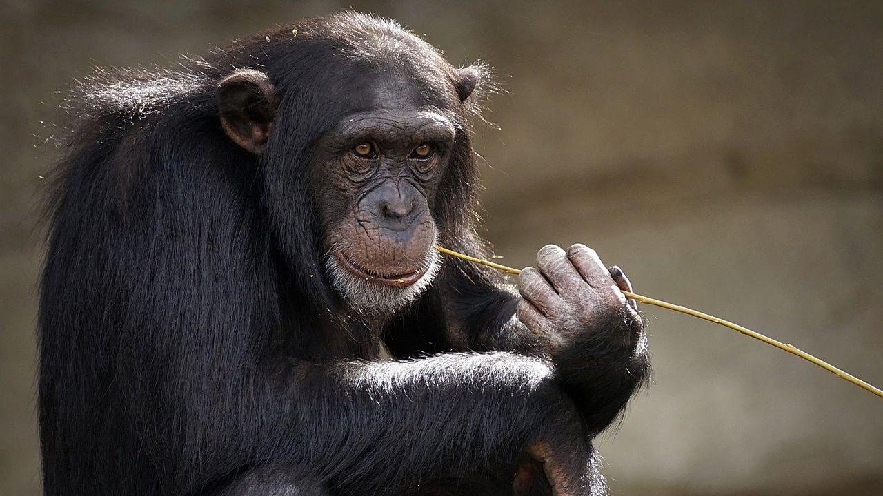 Chimpanzees Kidnapped : ছাড় পেল না পশুও, শিম্পাঞ্জিকে অপহরণ করে মুক্তিপণ দাবি