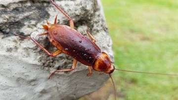 Cockroach Killing Tech: আরশোলা হত্যা করতে AI-ভিত্তিক লেজ়ার শুটার তৈরি করে ফেললেন এক বিজ্ঞানী