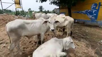 Cow Smuggling: 'জেসিবি দিয়ে উঠিয়ে নিয়ে চলে গেল বাংলাদেশ', গরুপাচারে খোদ পুলিশকেই এবার কাঠগড়ায় তুলল গোরক্ষা কমিটি