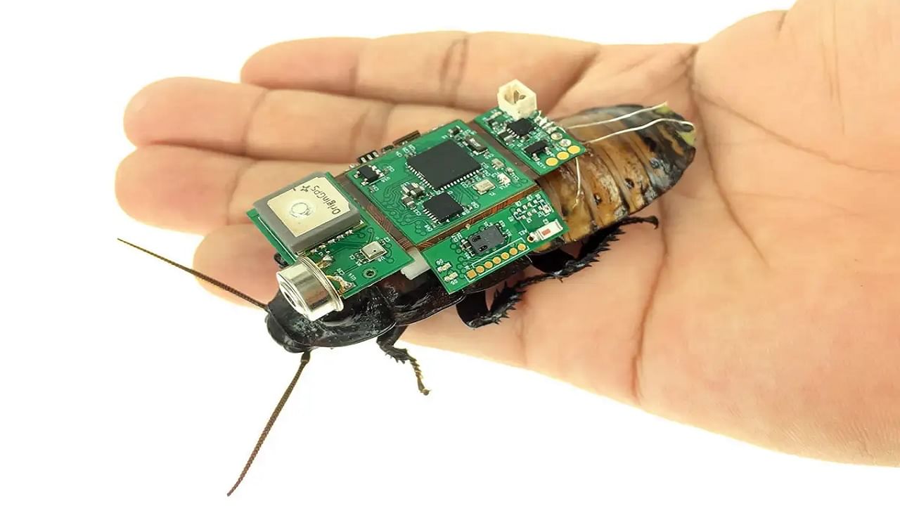 Cyborg Cockroach: জীব ও যন্ত্রের মিশ্রণে সাইবর্গ আরশোলা বানালেন বিজ্ঞানীরা, উদ্ধার-নজরদারির কাজ করবে সে