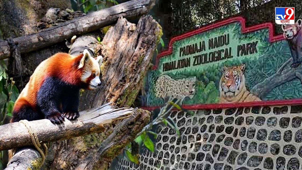 Darjeeling Zoo: আরও 'উচ্চতা' বাড়ল দার্জিলিং চিড়িয়াখানার, পেল সেরার তকমা