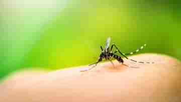 Dengue Death: ভয় ধরাচ্ছে ডেঙ্গি, কলকাতায় পরপর দু’দিনে মৃত্যু একই ওয়ার্ডের দুই বাসিন্দার