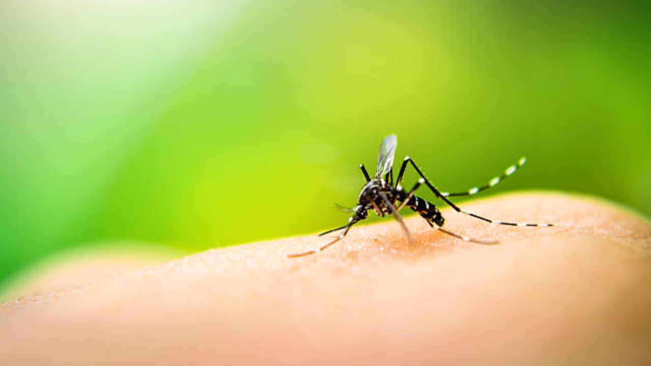 Dengue Outbreak: রাজ্যজুড়ে ৪ হাজারের বেশি মানুষ আক্রান্ত ডেঙ্গুতে, নিজেকে সুস্থ রাখতে যা কিছু মেনে চলবেন...