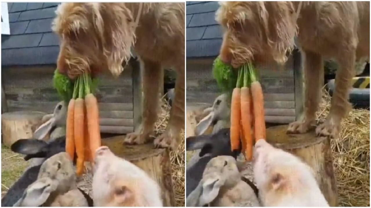 Viral Video শুয়োর ও খরগোশদের গাজর খাওয়াচ্ছে একটি কুকুর, মজাদার