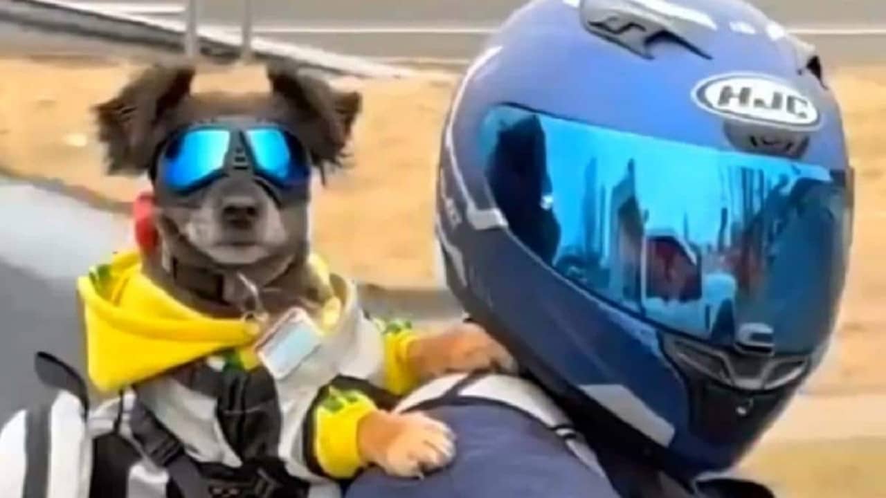 Dog Bike Ride: চোখে সানগ্লাস, পরনে হুডি, কেতাদুরস্ত লুকে বন্ধুর বাইকে ভ্রমণে পোষ্য কুকুর