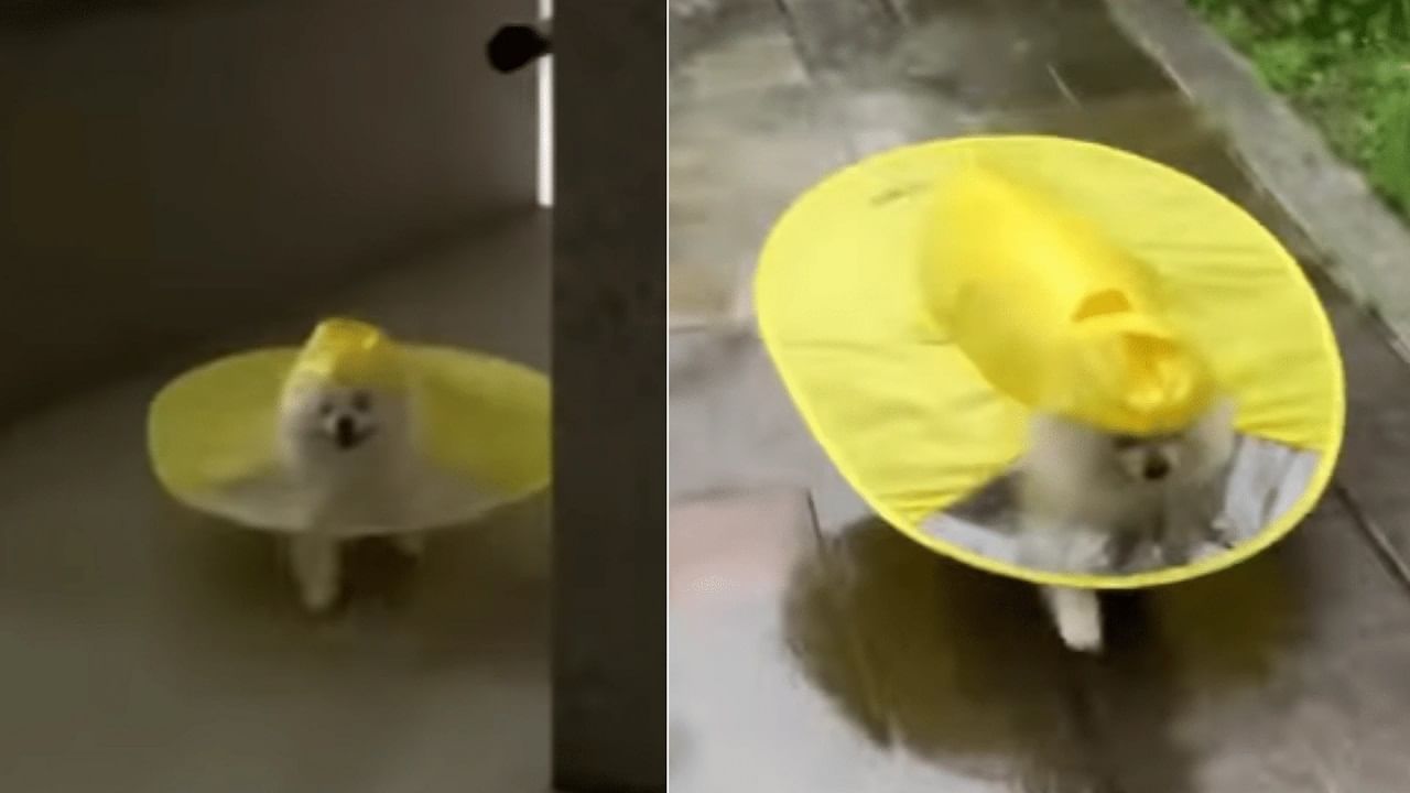 Viral Video অদ্ভুত রেইনকোট পরে বাড়ির দিকে ছুটে চলেছে কিউট কুকুর