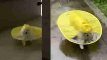 Viral Video: অদ্ভুত রেইনকোট পরে বাড়ির দিকে ছুটে চলেছে কিউট কুকুর! আদুরে ভিডিয়োটা মিস করা চলবে না