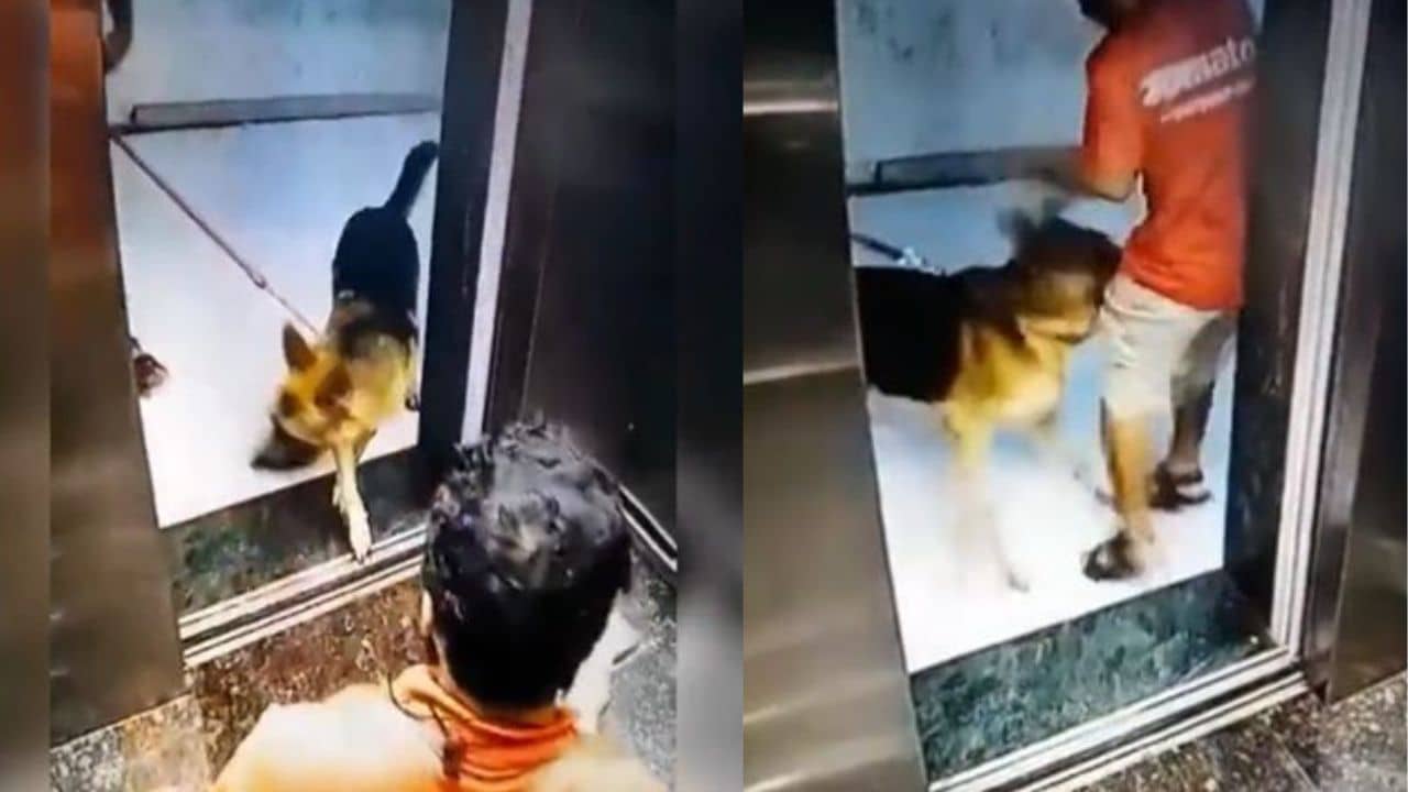 Dog Bites Man : জ়োম্যাটো ডেলিভারি বয়ের গোপনাঙ্গে কুকুরের কামড়, খাবার দিতে গিয়ে লিফ্টে বিপদ