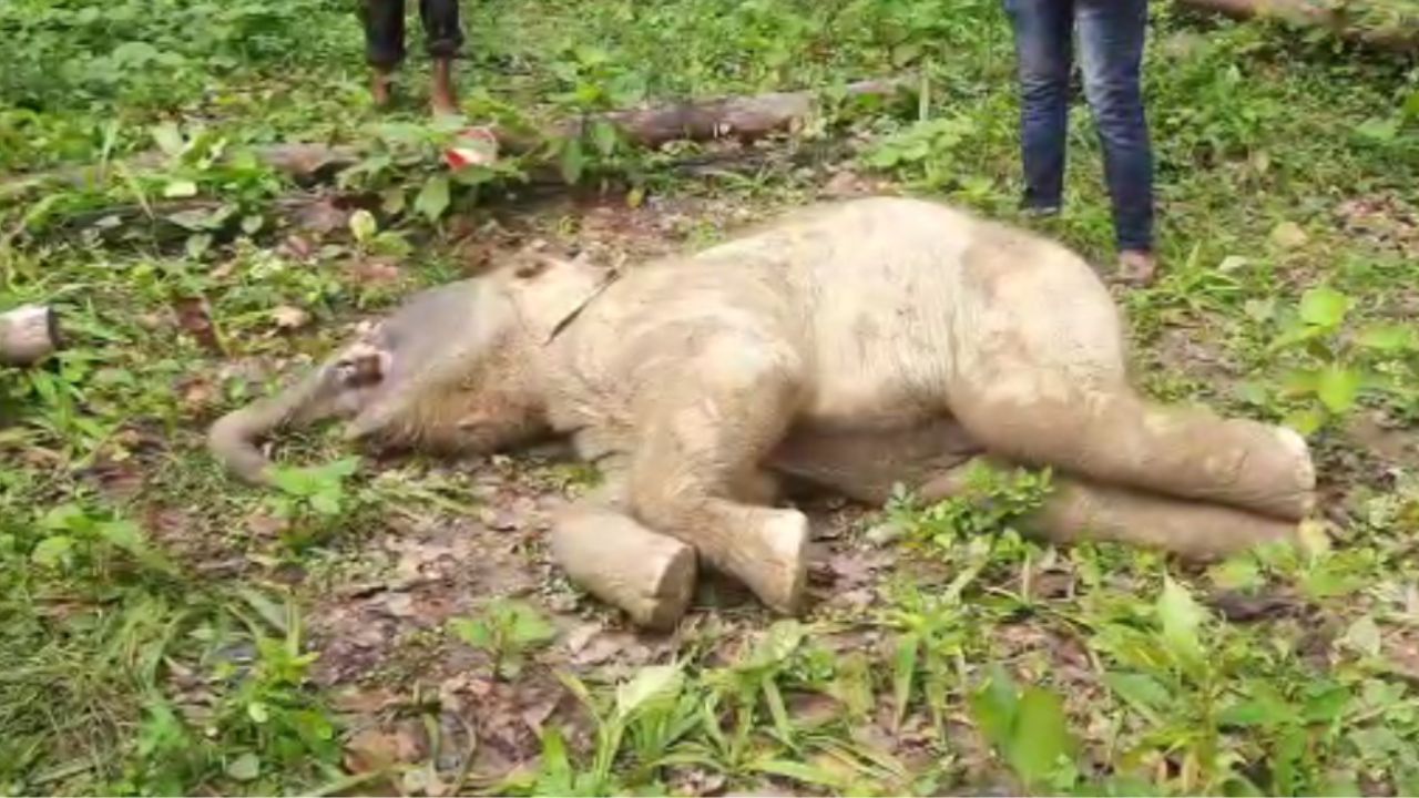 Elephant Cub Death: সাত সকালে উদ্ধার হাতির মৃতদেহ,  গুঞ্জন গ্রামজুড়ে