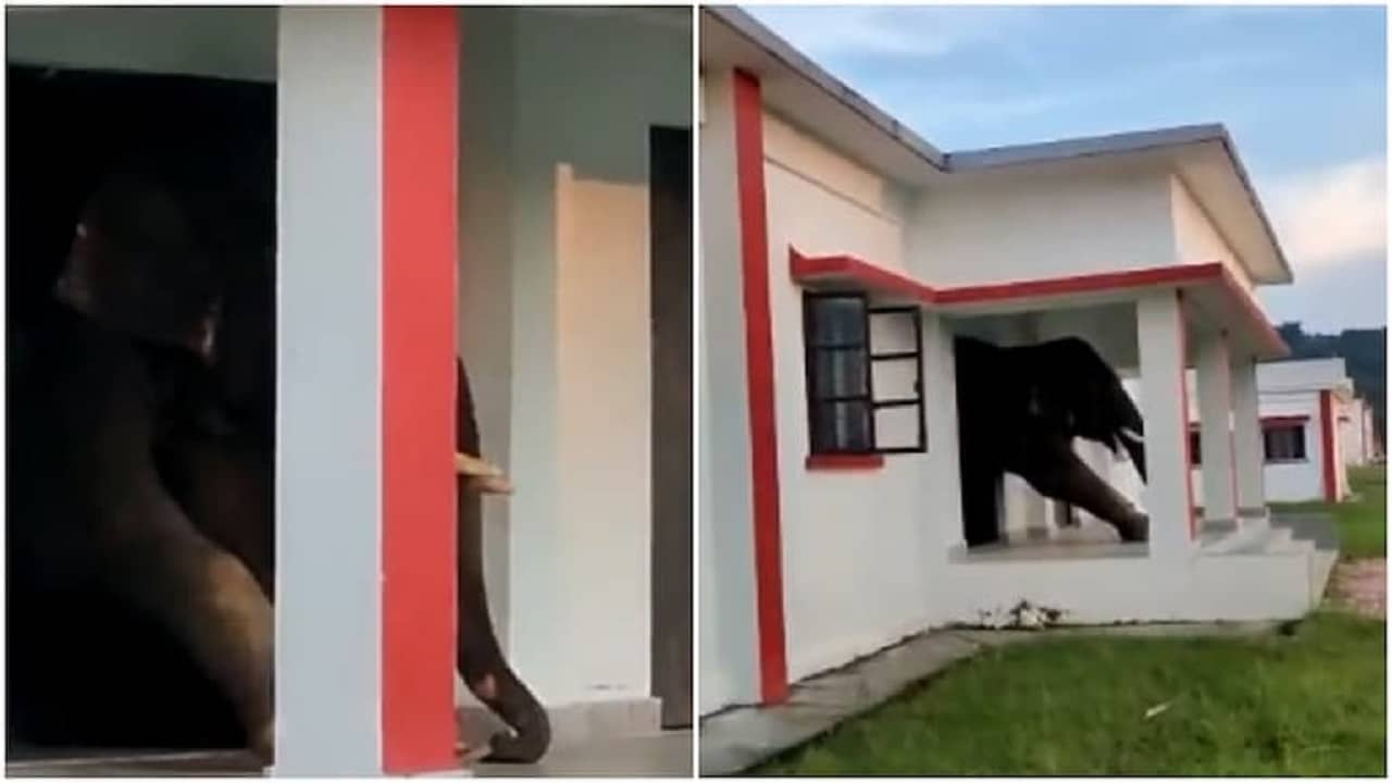 Viral Video: বিল্ডিং থেকে বেরোতে গিয়ে দরজায় আটকে গেল গজরাজ, তারপর কীভাবে বেরোল, দেখুন সেই কৌশল