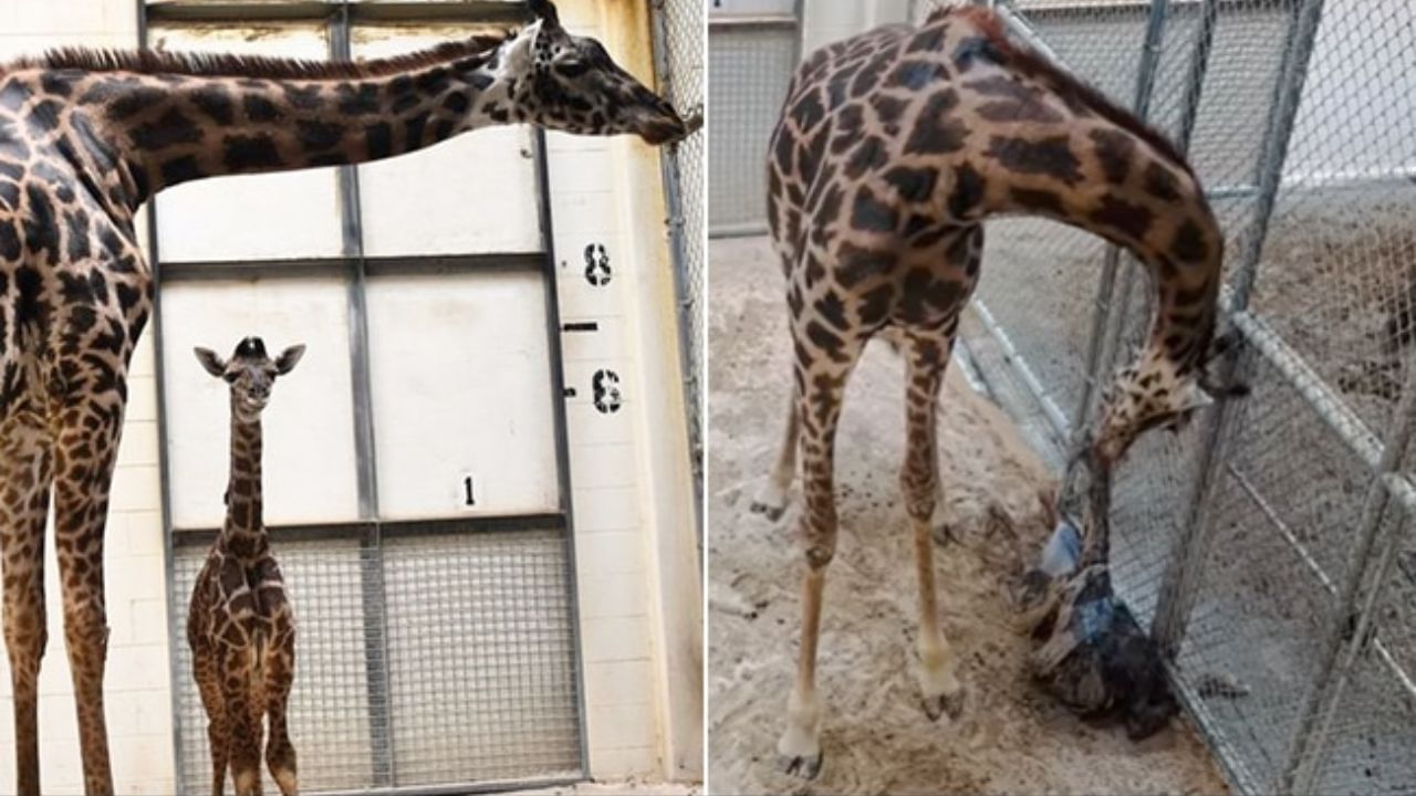 Giraffe Birth: মায়ের পেট থেকে বেরিয়েই জিরাফ ছানার কাণ্ড দেখে হতবাক চিড়িয়াখানার দর্শকরা, রইল ভিডিয়ো