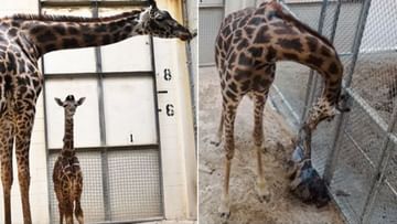 Giraffe birth: Zoo visitors were surprised to see baby giraffe emerging from mother's womb, this video