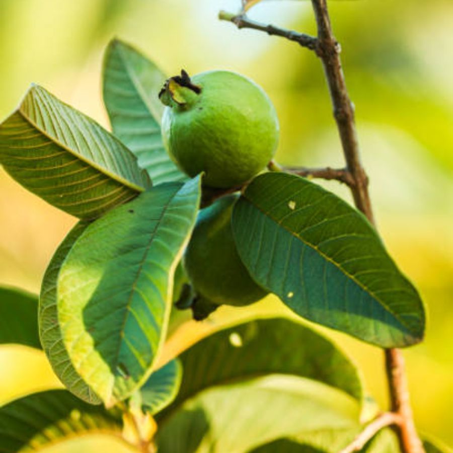 পেয়ারা পাতা হাইপারগ্লাইসেমিয়া কমাতেও সাহায্য করে অর্থাৎ উচ্চ পরিমাণে সুক্রোজ। এটি কোলেস্টেরল প্রতিরোধেও সাহায্য করে। এছাড়াও পেয়ারার পাতায় হাইপোলিপিডেমিক বৈশিষ্ট্য রয়েছে, যা শরীরে লিপিড প্রোফাইলকে স্বাভাবিক স্তরে রাখতে সাহায্য করে। 