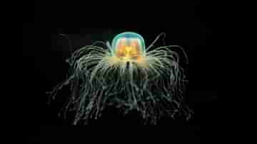 Immortal Jellyfish: যতদিন খুশি বেঁচে থাকতে পারে এই প্রজাতির জেলিফিশ, রহস্য উদঘাটন করে মানুষেরও অমরত্বের পথ খুঁজছেন বিজ্ঞানীরা