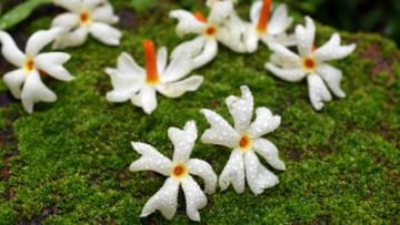 Shiuli Flower: দেবী লক্ষ্মীর আশীর্বাদ পেতে চান? এই ফুলের গাছ লাগান বাড়িতে
