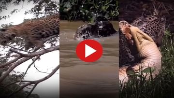 Viral Video: গাছ থেকে এক লাফে কুমিরের উপর ঝাঁপ, জাগুয়ারের ভয়ঙ্কর আক্রমণে নেটিজ়েনদের চক্ষু চড়কগাছ