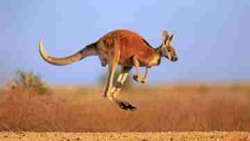 Kangaroo Kills Man: খুনি ক্যাঙারু! প্রৌঢ়ের মৃত্যু লেখা থাকবে ইতিহাসে, দাবি স্থানীয় সংবাদমাধ্যমের