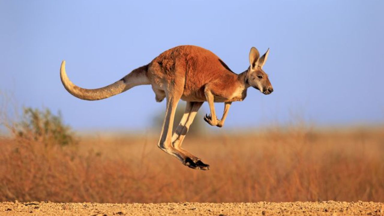 Kangaroo Kills Man: খুনি ক্যাঙারু! প্রৌঢ়ের মৃত্যু লেখা থাকবে ইতিহাসে, দাবি স্থানীয় সংবাদমাধ্যমের
