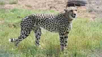 Cheetah in Kuno National Park : নমোর জন্মদিনে দেশে ৮ অতিথি, কুনোকেই কেন বেছে নেওয়া হল চিতাদের জন্য?