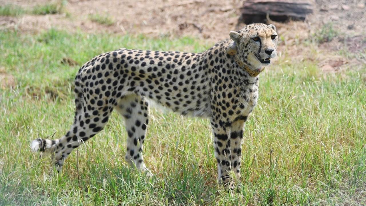 Cheetah in Kuno National Park : নমোর জন্মদিনে দেশে ৮ 'অতিথি', কুনোকেই কেন বেছে নেওয়া হল চিতাদের জন্য?