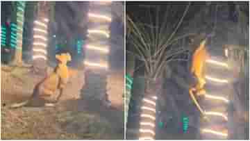 Viral Video: মানুষের গন্ধ পেতেই পার্টিতে হাজির সিংহী, তরতর করে উঠে পড়ল গাছের মগডালে, তারপর...