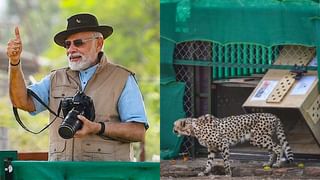 Cheetah in Kuno National Park : নমোর জন্মদিনে দেশে ৮ ‘অতিথি’, কুনোকেই কেন বেছে নেওয়া হল চিতাদের জন্য?