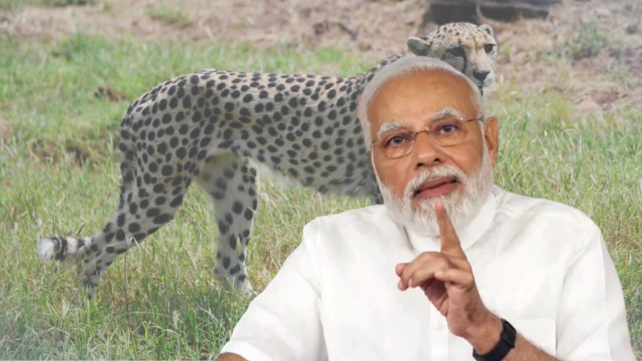 PM Modi On Cheetah : সাধারণ মানুষ কবে দেখা পাবেন ৮ চিতার? জানালেন মোদী
