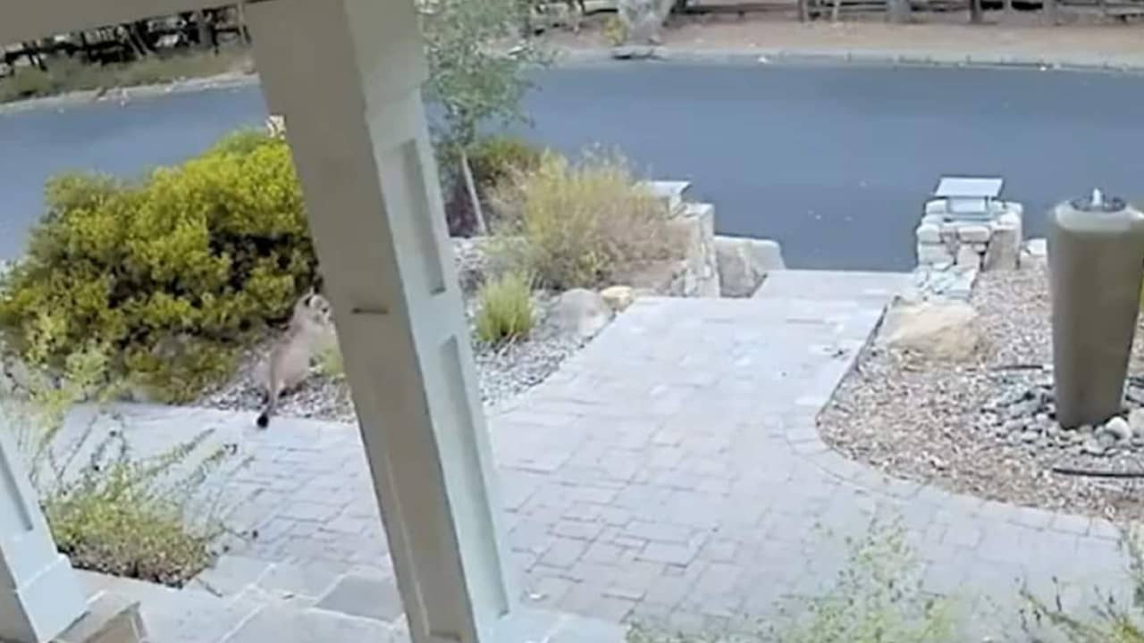 Mountain Lion: মানুষকে দেখে লুকিয়ে পড়ল সিংহ! ভিডিয়ো না দেখলে বিশ্বাস হবে না...