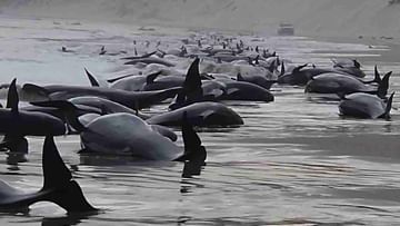 Australia whales: 'নরকের দ্বারে' ঢুকে আটকে গেল শয়ে শয়ে তিমি, উদ্ধার অভিযান নিয়ে হিমশিম খাচ্ছে প্রশাসন