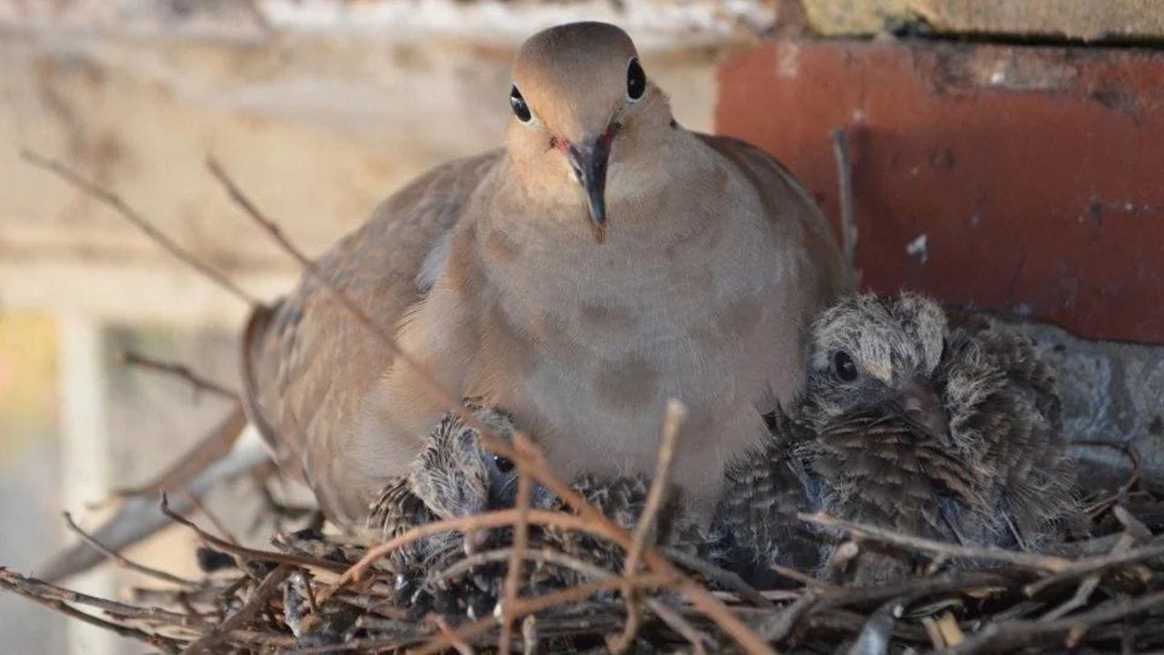 Pigeon Nest in House: বাড়িতে ঘুঘু পাখি বাসা বাঁধা শুভ না অশুভ? কী ...