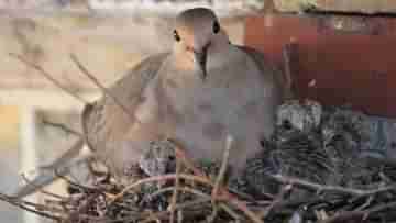 Pigeon Nest in House: বাড়িতে ঘুঘু পাখি বাসা বাঁধা শুভ না অশুভ? কী বলছেন জ্যোতিষীরা?