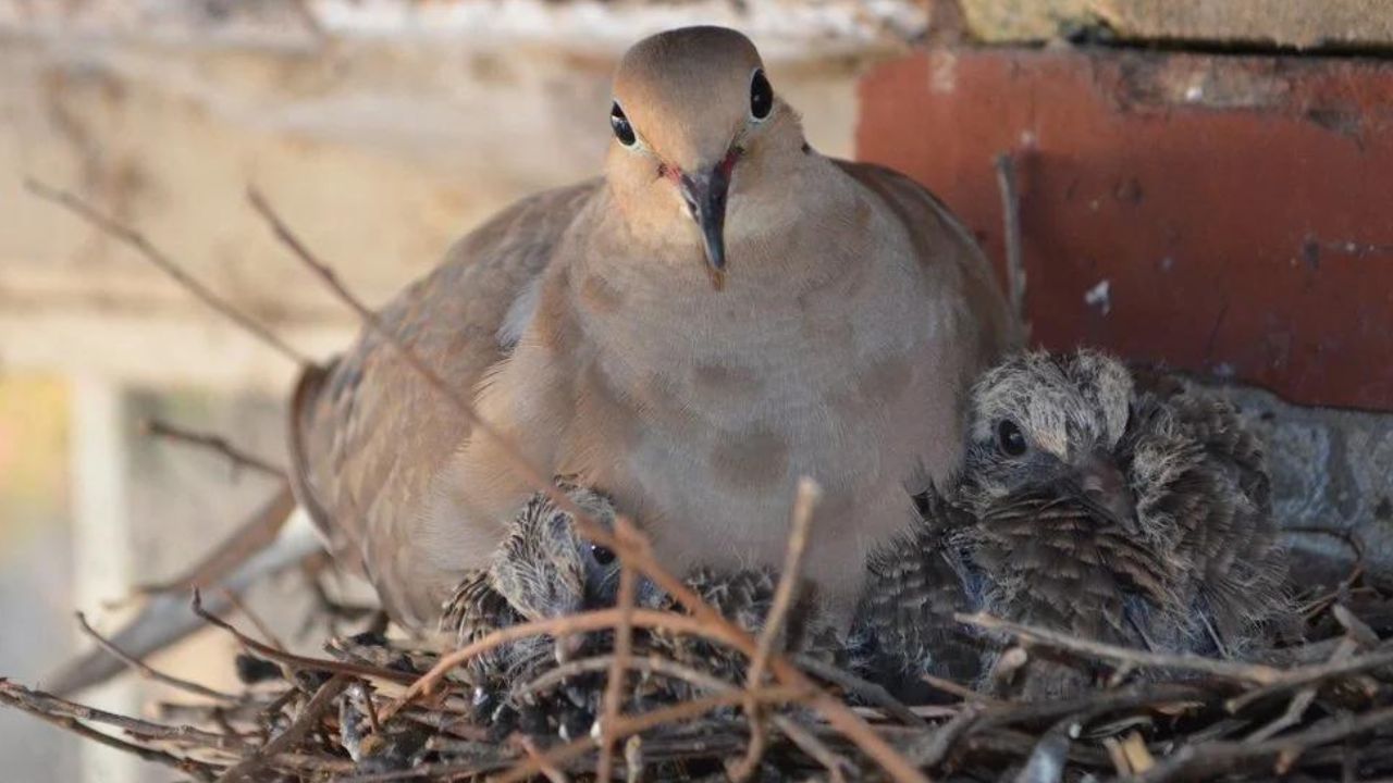 Pigeon Nest in House: বাড়িতে ঘুঘু পাখি বাসা বাঁধা শুভ না অশুভ? কী বলছেন জ্যোতিষীরা?