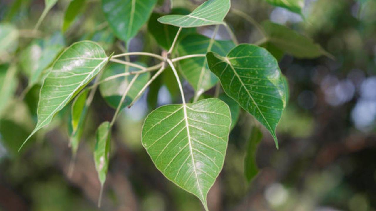 Astro Tips: বাড়িতে অশ্বত্থ গাছ জন্মালে ইচ্ছেমতো সরানো যায় কি? জ্যোতিষমতে কী করণীয়