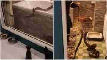 Viral Video: বাথরুমে ১২ ফুটের বিশাল পাইথন! ভয় দেখিয়ে গেল দুই বিড়ালছানাকে
