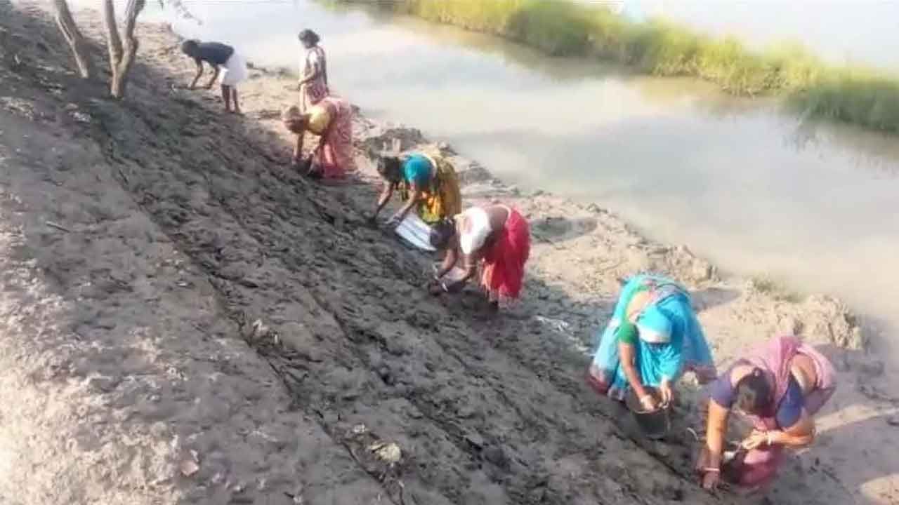 Sundarbans Flood Situation: ভেঙেছে সুইচ গেট, সুন্দরবনের বিস্তীর্ণ এলাকা প্লাবিত, বড় বিপদের আশঙ্কা