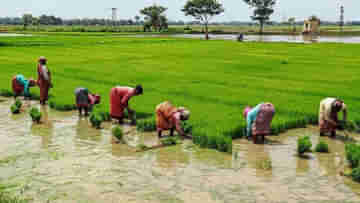 Farmer Suicide: ‘দেশে সবথেকে বেশি কৃষক আত্মহত্যা করেছে বাংলায়’, RTI তথ্যকে হাতিয়ার করে আক্রমণে বিজেপি নেতা