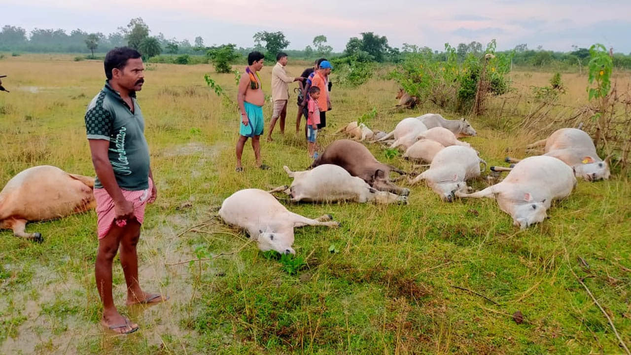 Jhargram: মাঠের ধারে সারি বেধে পড়ে রয়েছে মৃত গরু, এমন মর্মান্তিক পরিণতির কারণ শুনে চমকে উঠছে সকলে...