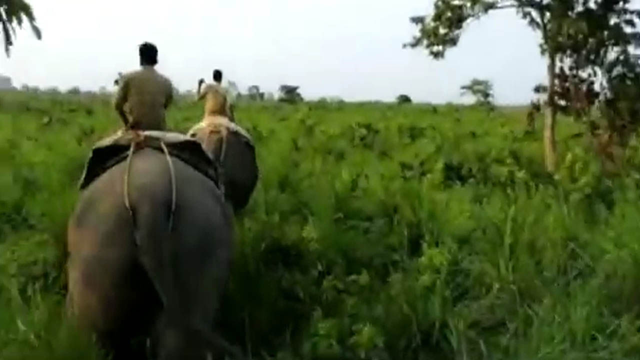 Jungle Safari: জঙ্গল সাফারির জন্য ভিড় বাড়ছে পর্যটকদের, কেন বন্ধ ছিল অভয়ারণ্যগুলির দরজা?