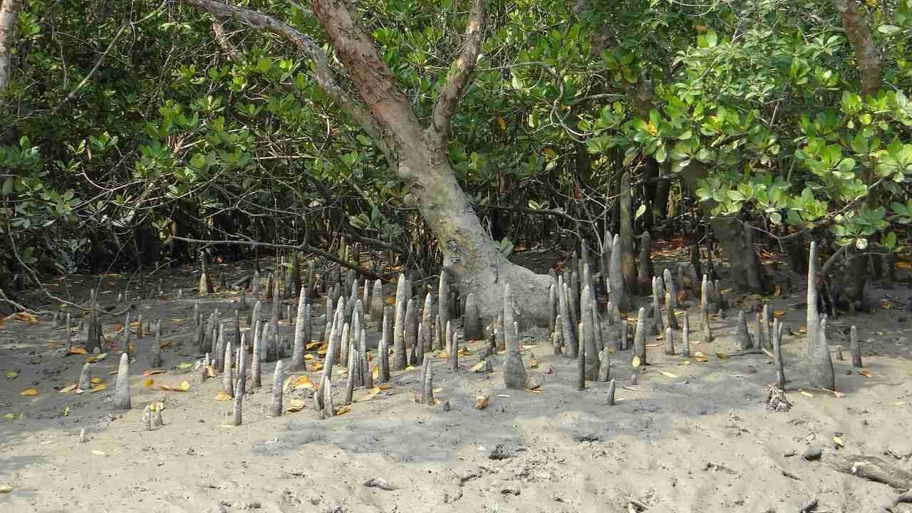 Mangrove Forest : ঝড় ঠেকাতে পশ্চিমবঙ্গই ত্রাতা! ম্য়ানগ্রোভের চারার জন্য বাংলার কাছে আবেদন গুজরাট সহ একাধিক রাজ্যের