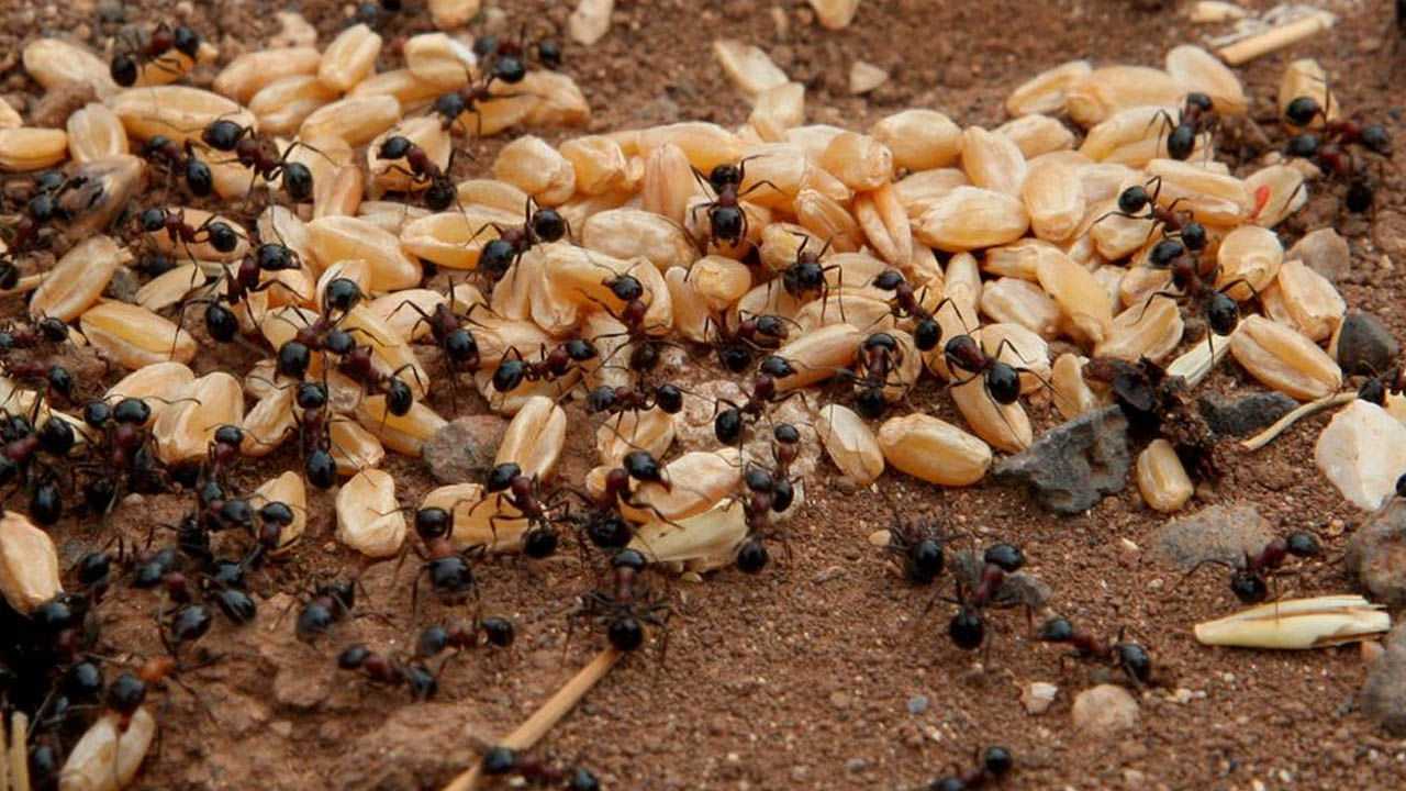 Number of Ant: এই বিশ্বে মোট কত গুলি পিঁপড়ে আছে জানেন?