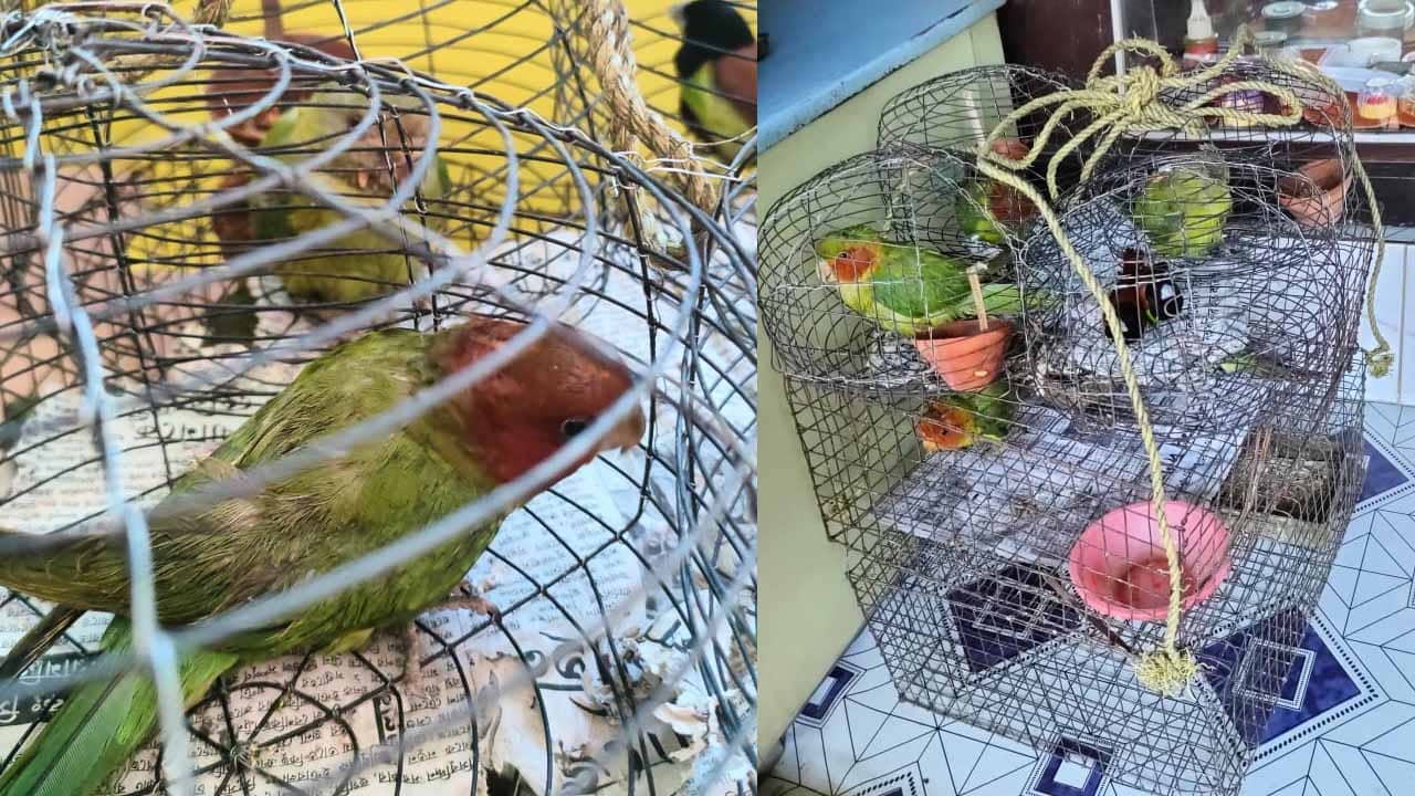 Rare Bird Recovered: গায়ে মাখানো কেমিক্যাল মেশানো রং, দেখে চেনার উপায় নেই! হাটে বিক্রি হচ্ছিল বিরল পাখি