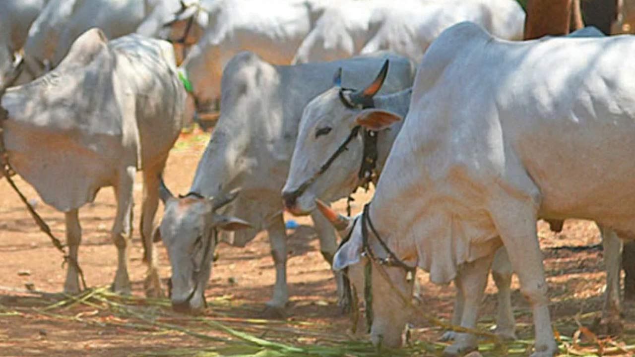 Cattle Smuggling Case: সিবিআই তদন্ত করছে, গরু পাচার মামলায় সিআইডি তদন্তের যথার্থ সময় এটা নয়, পর্যবেক্ষণ হাইকোর্টের