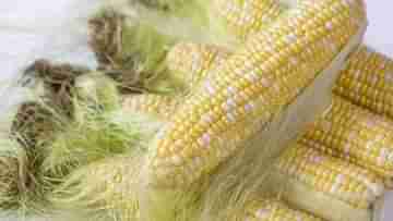 Corn Silk: ভুট্টা রান্নার সময় কর্ন সিল্ক ফেলে দেওয়া মানে বোকামির কাজ! জেনে নিন ৫টি গুরুত্বপূর্ণ উপকার