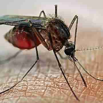 Dengue: ডেঙ্গিতে আক্রান্ত হয়ে মৃত্যু বিধাননগর পুর এলাকার এক গৃহবধূর