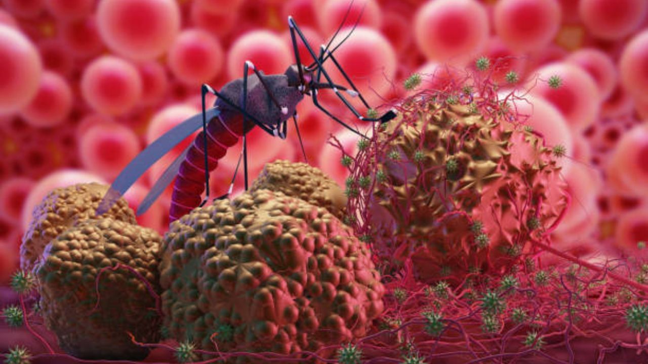 Dengue Outbreak: মেয়রের আশঙ্কা সত্য়ি প্রমাণ করল ড্রোন, টালিনালার দু'পাশ ডেঙ্গির মশার আঁতুড়ঘর